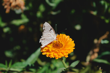 Poster - Closeup of the cabbage butterfly on pot marigold. Pieris brassicae.