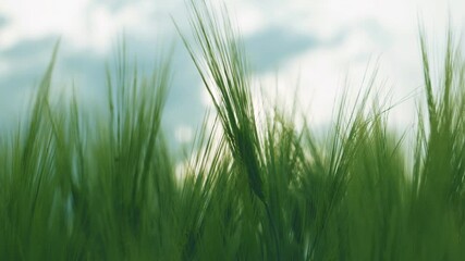 Wall Mural - A closeup shot of green wheat