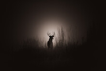 Silhouette Of Deer In A Dark Field Covered In The Fog In Colorado, The US