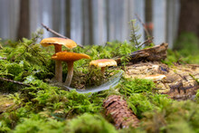 Closeup Shot Of Fungi Growing On A Mossy Forest Floor