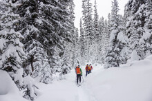 Friends Backcountry Skiing Among Snow Covered Trees In Winter Woods