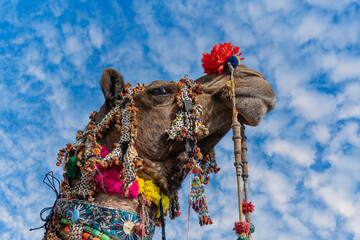 Wall Mural - Decorated camel head in desert Thar during the annual Pushkar Camel Fair near holy city Pushkar, Rajasthan, India