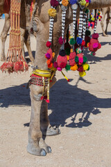 Wall Mural - Decorated camel at Desert Festival in Jaisalmer, Rajasthan, India. Camel's feet