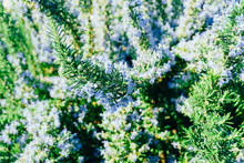 Blooming Blue Rosemary Bushes. Close-up