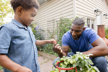 Father And Son Picking Tomatoes From Plant In Backyard