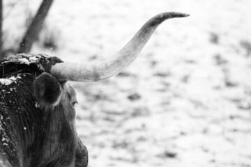 Canvas Print - Winter weather in Texas with longhorn cow and large horns closeup while snow blurred background.