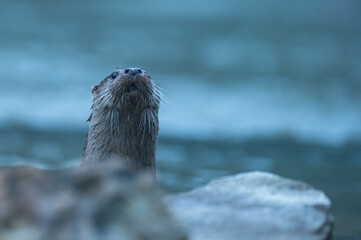 eurasian otter (lutra lutra) in the river. the bieszczady mountains, carpathians, poland.