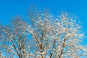 view of white snow and frost covered trees against beautiful blue winter sky