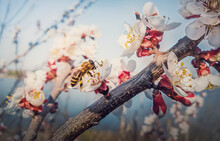 Close Up Of A Diligent Honeybee Collects Nectar From A Blooming Apricot Tree. Little, Black And Golden Bee Picks Pollen From Blossoming Fruit Flowers. Early Spring Background, Nature Awakening