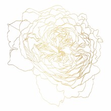 Roses Golden Outline On White Background. Spring Summer Flowers Design Element.