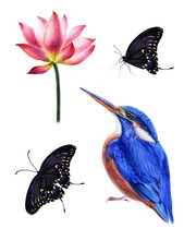A Set Of Lotus, Butterflies, Kingfisher Birds, Hand-painted With Watercolor And Watercolor Pencils, For Making Stylish Compositions, A Set Of Isolated Objects For Your Design.