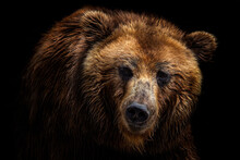 Front View Of Brown Bear Isolated On Black Background. Portrait Of Kamchatka Bear (Ursus Arctos Beringianus)