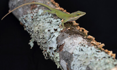 Wall Mural - Green Anole (Anolis carolinensis) on a lichen covered branch against a black background