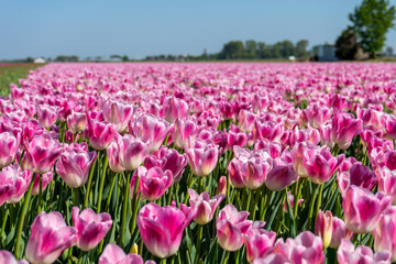 Canvas Print - View of a pink tulips field in Lisse, Netherlands