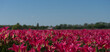 Pink tulips in the field in Lisse, Netherlands