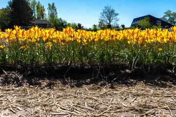 Canvas Print - Beautiful view of a yellow tulips field in Lisse, Netherlands