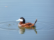 Closeup Of A Male Ruddy Duck Swimming And Creating Ripples On A Lake