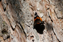 Red Admiral Butterfly (Vanessa Atalanta) Perched On Tree In Zurich, Switzerland