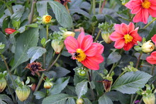 The Striped Bumblebee Pollinates The Yellow Core Of The Red Flower Of The Annual Dahlia 