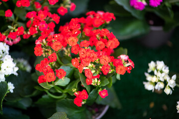 Natural flowers from The Flower Festival in Doha, Qatar, December 2021