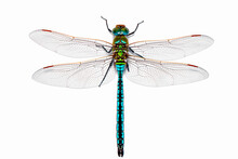 Extreme Macro  Shots, Dragonfly Wings Detail. Isolated On A White Background.