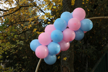 Gender Revealing Party. Blue and pink balloons for the holiday.