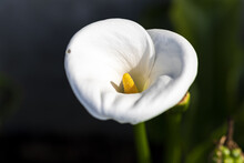 Closeup Shot Of A Calla Lily For Wallpaper And Background