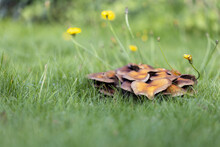 Closeup Shot Of Mushrooms Growing On A Green Lawn