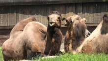 Asian Camels Resting On The Grass. Camelus Bactrianus, Also Called Arabian Camel, Living In The Middle East, Mongolia, And China.
