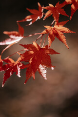 Canvas Print - Closeup shot of leaves during autumn