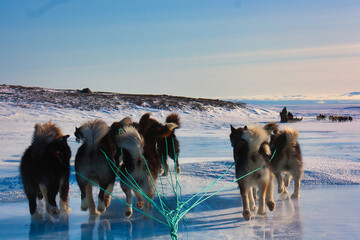 Wall Mural - Scenic shot of sled dogs on the snow in Greenland, Ittoqqortoormiit