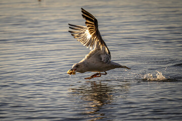 Poster - Big seagull flying over the sea in search of food