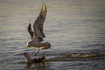 Poster - Seagulls flying over the sea in search of food