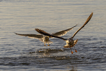 Poster - Seagulls flying over the sea in search of food