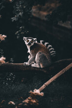 Ring-tailed Lemur Sitting On A Branch Of The Tree