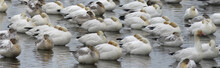 White Geese Resting During Migration Flight
