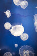 Vertical shot of Jellyfish swimming in the aquarium. Kansas City Zoo, Missouri