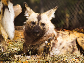 Sticker - Closeup shot of an African Painted Dog lying on grass. Kansas City Zoo. Missouri, USA