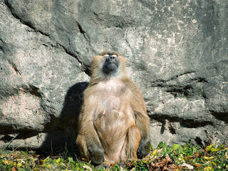 Canvas Print - Guinea baboon (Papio papio) monkey sitting near a cliff in the Kansas City Zoo, Missouri, USA