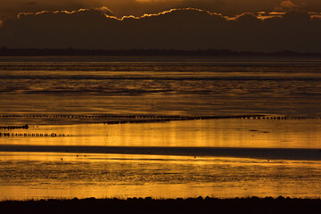 Wall Mural - Beautiful gold sunset over the Wadden Sea in Denmark
