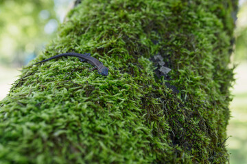 Poster - Brown lizard on green moss on a tree.