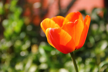 Sticker - Closeup of beautiful orange and yellow poppies on a blurry background