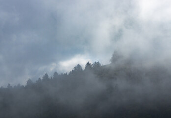 Poster - Dense fog and clouds covering a forest