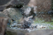 Tufted Titmouse In The Water Bathing