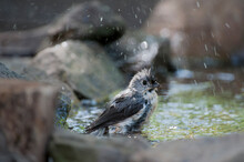 Tufted Titmouse In The Water Bathing