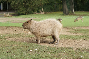 Poster - Fluffy Capybara on a wild field