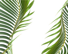 Closeup Shot Of Green Palm Tree Leaves On A White Background With Copy Space And A Clipping Path