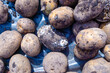 several rotten or spoiled potatoes lie among a scattering of potatoes, selective focus