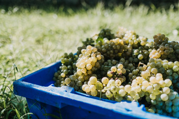 Wall Mural - Shallow focus of branches of grapes