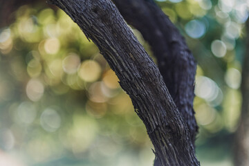 Poster - Closeup of a tree root on a bokeh background